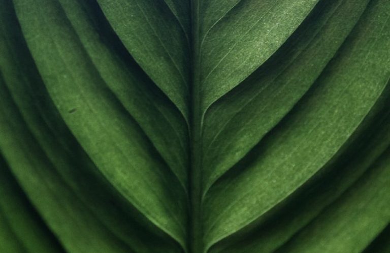 Close-up of a green leaf with text promoting 60- or 90-minute customized therapeutic massage sessions in Stevens Point, WI.