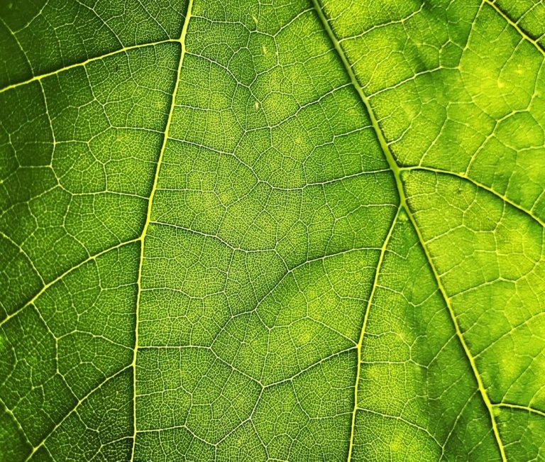 Oral Massage Stevens Point, WI Close-up of a green leaf with text promoting therapeutic massage for TMJ dysfunction in Stevens Point, WI.