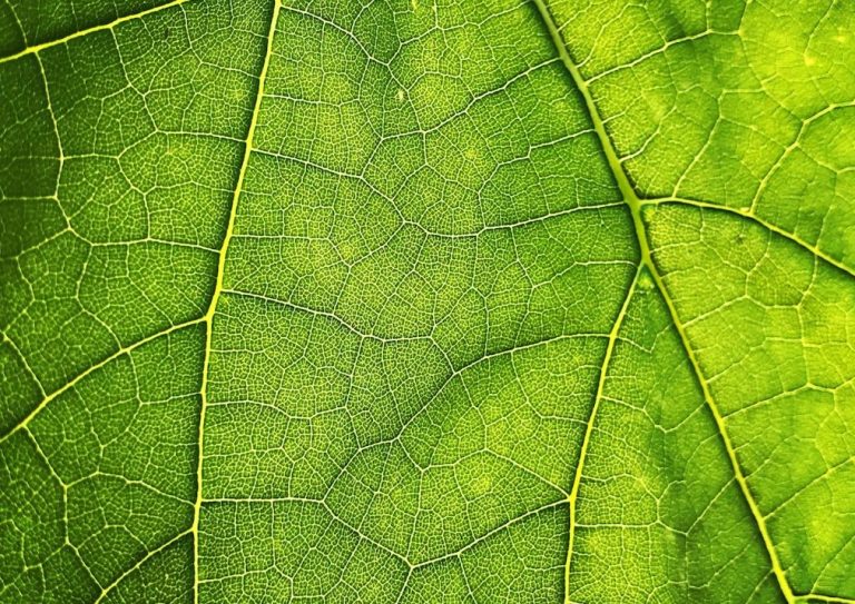 Close-up of a green leaf with text promoting therapeutic massage for TMJ dysfunction in Stevens Point, WI.
