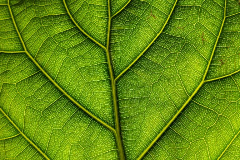 Close-up of a green leaf with text promoting Table Thai Massage, also called Yoga Massage or Stretch Massage, in Stevens Point, WI.