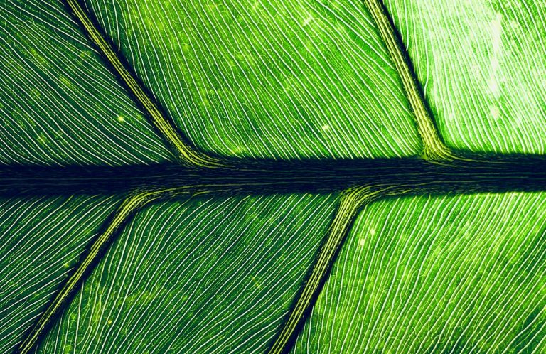 Close-up of a green leaf with text promoting 30-minute targeted therapeutic massage sessions in Stevens Point, WI.

